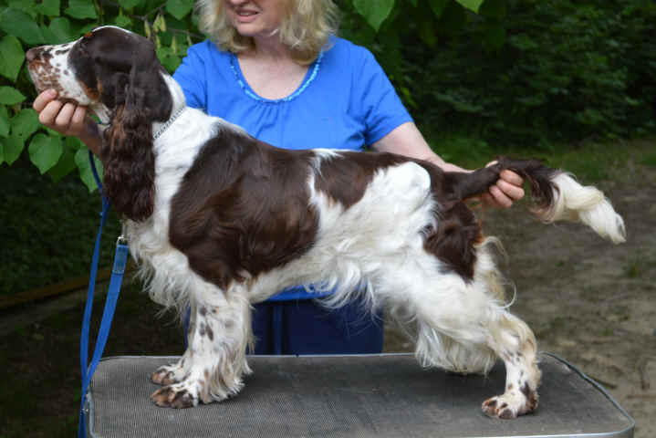 The Girls at Aneleh English Springer Spaniels